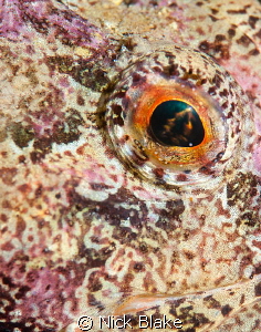 Scorpion Fish Close Up.
Selsey Lifeboat Station, UK. by Nick Blake 